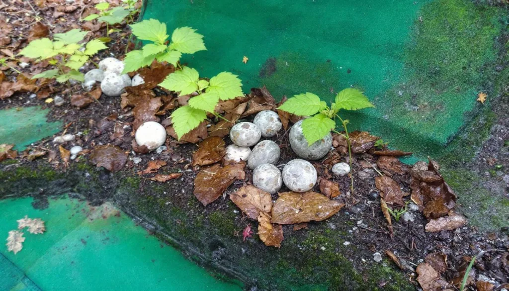 entdecken sie, warum hormone trotz 6 monaten sport verhindern können, dass bauchfett schmilzt, und erfahren sie, wie sie dieses problem überwinden können.